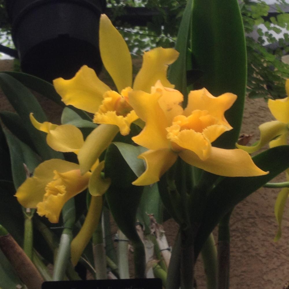 Photo of Orchid (Rhynchobrassoleya Waimanalo Gold 'Sunrise') uploaded by csandt