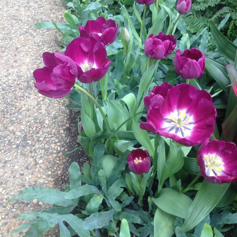 Photo of Triumph Tulip (Tulipa 'Negrita') uploaded by csandt
