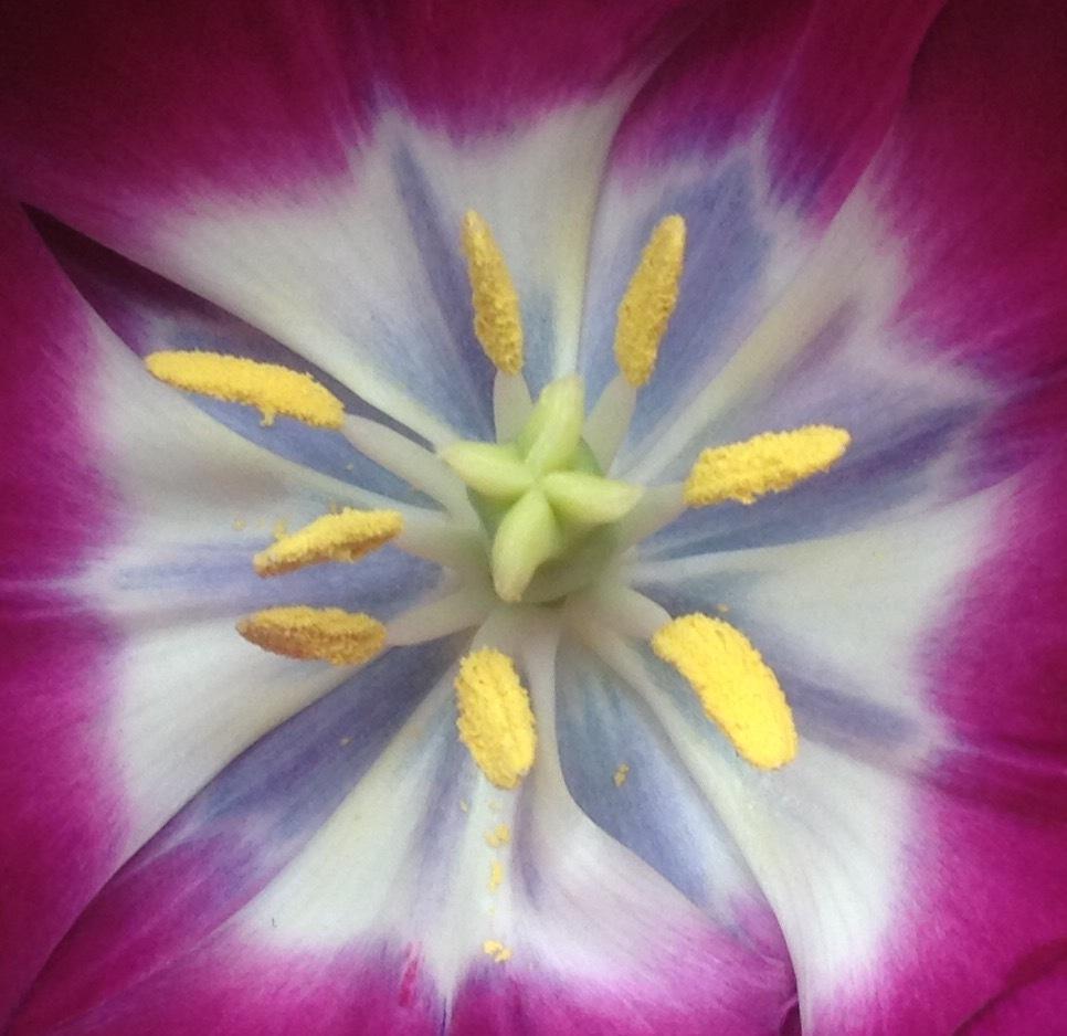 Photo of Triumph Tulip (Tulipa 'Negrita') uploaded by csandt