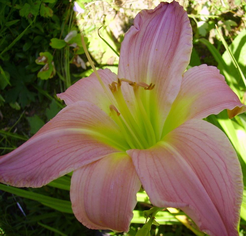 Photo of Daylily (Hemerocallis 'Pink Lavender Appeal') uploaded by HemNorth