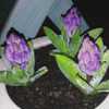 Hyacinth's getting ready to bloom!