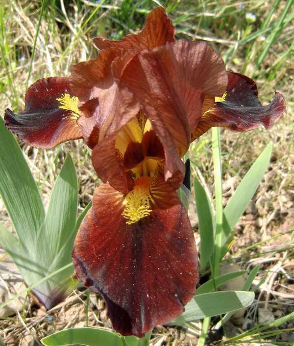 Photo of Standard Dwarf Bearded Iris (Iris 'Little Buccaneer') uploaded by IrisP