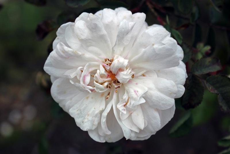 Photo of Rose (Rosa 'Stanwell Perpetual') uploaded by RuuddeBlock