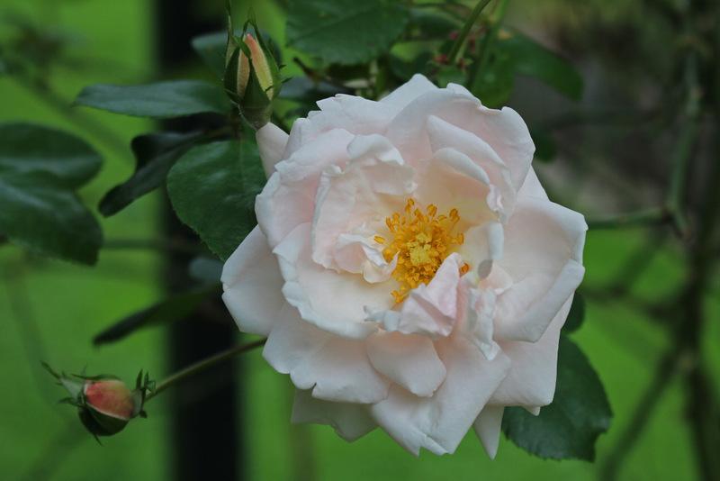 Photo of Rose (Rosa 'New Dawn') uploaded by RuuddeBlock