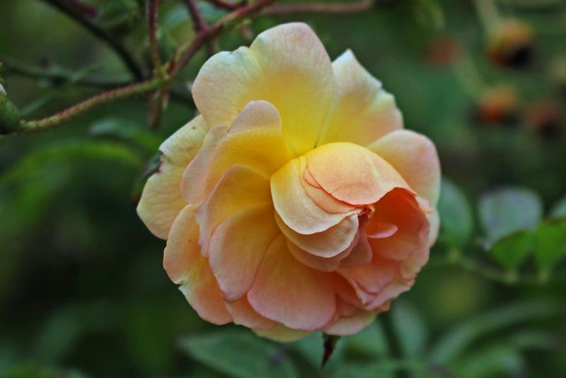 Photo of Rose (Rosa 'Ghislaine de Feligonde') uploaded by RuuddeBlock