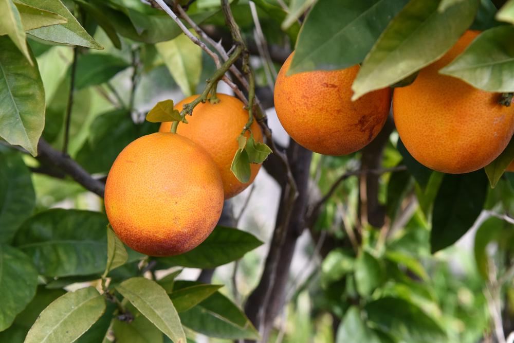 Photo of Blood Orange (Citrus x aurantium 'Tarocco') uploaded by cliftoncat