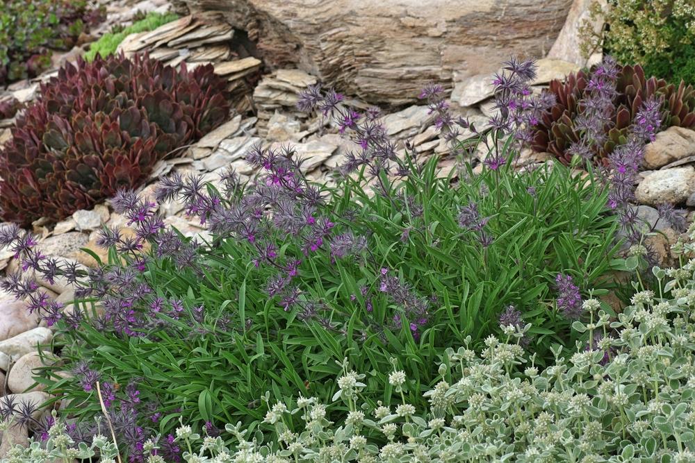 Lamb's Ears Plant Care and Collection of Varieties