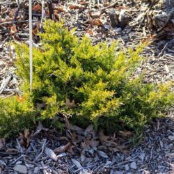Location: Clinton, Michigan 49236
Date: 2015-03-22
"Juniperus x pfitzeriana 'Old Gold', 2015, Yellow [Pfitzer Junipe