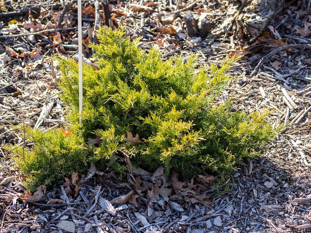 Photo of Chinese Juniper (Juniperus x pfitzeriana 'Old Gold') uploaded by frankrichards16