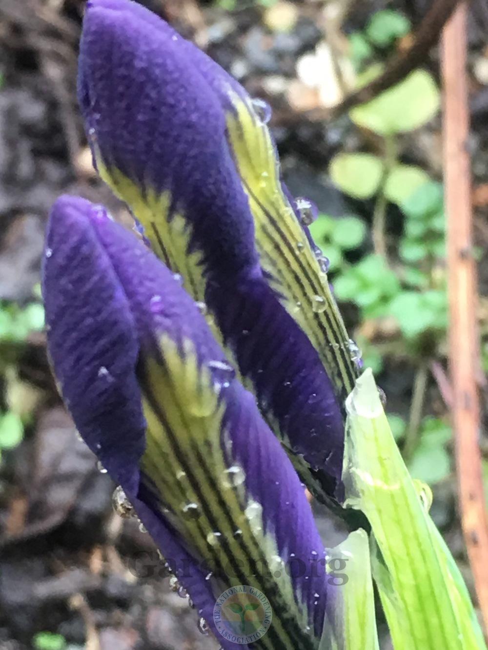 Photo of Reticulated Iris (Iris reticulata) uploaded by springcolor