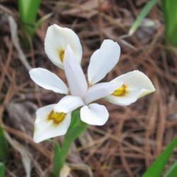 Location: Massachusetts garden
Date: April 27, 2012
Type form of Iris odaesanensis with brown halo around signal patc