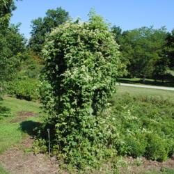Location: Morton Arboretum in Lisle, Illinois
Date: 2014-08-13
vine covering trellis