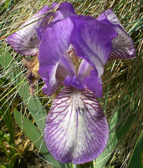 Photo of Standard Dwarf Bearded Iris (Iris 'Circlette') uploaded by IrisP