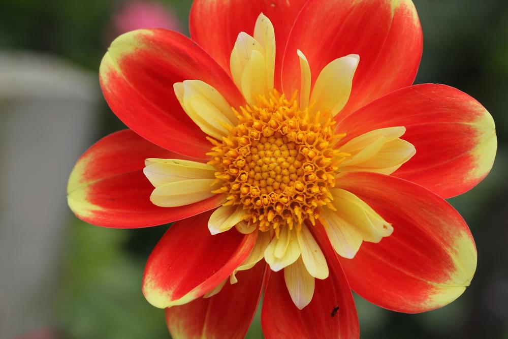 Photo of Dahlia 'Pooh' uploaded by Lucichar