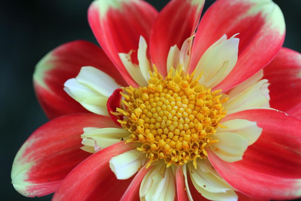 Photo of Dahlia 'Pooh' uploaded by Lucichar