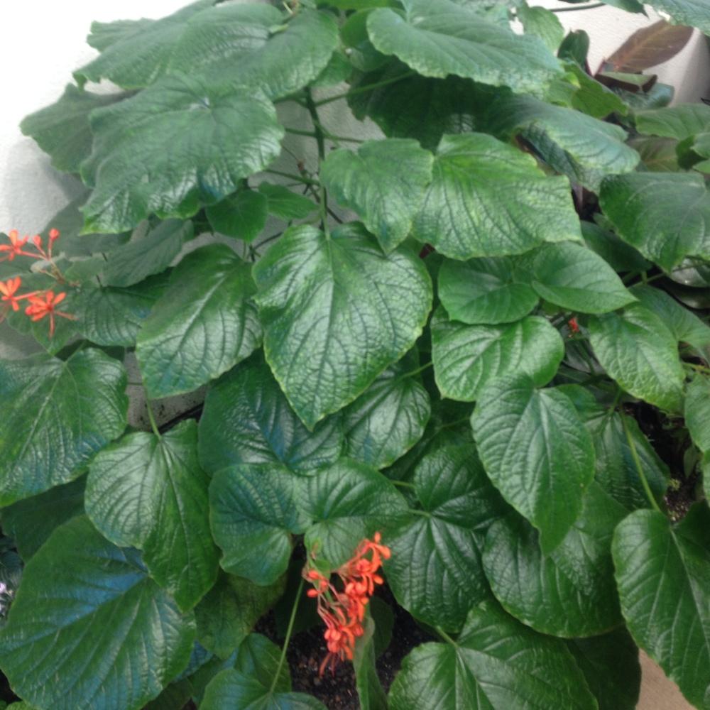 Photo of Flaming Glory Bower (Clerodendrum speciosissimum) uploaded by csandt