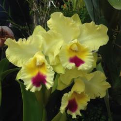 Location: Susquehanna Orchid Society Show and Sale, Hershey Gardens Conservatory, Hershey, Pennsylvania USA
Date: 2018-02-03