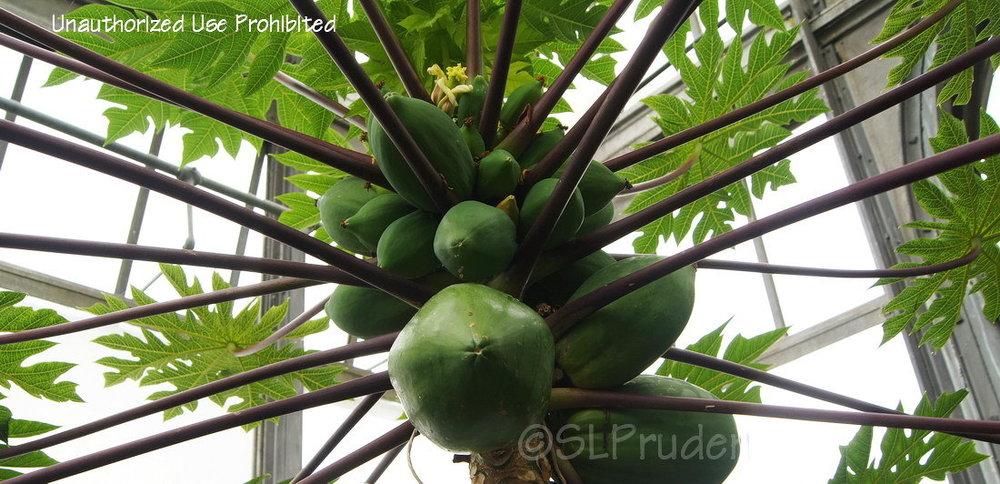 Photo of Papaya (Carica papaya) uploaded by DaylilySLP