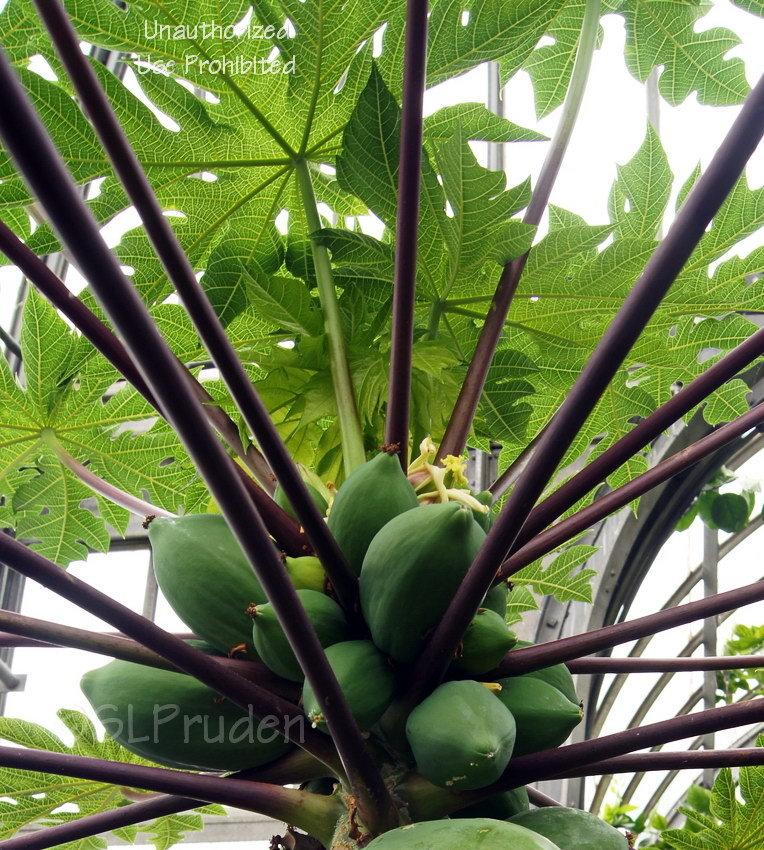 Photo of Papaya (Carica papaya) uploaded by DaylilySLP