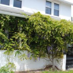 Location: southeast Pennsylvania
Date: 2011-05-06
vine eating house