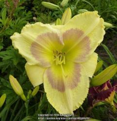 Thumb of 2018-02-05/daylilly99/2167c3