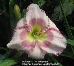 Thumb of 2018-02-05/daylilly99/367fff
