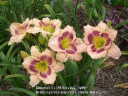 Thumb of 2018-02-05/daylilly99/36f4ad