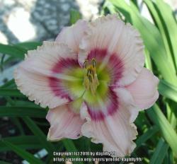 Thumb of 2018-02-05/daylilly99/464002
