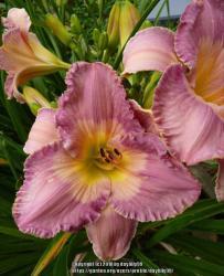 Thumb of 2018-02-05/daylilly99/779278