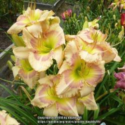 Thumb of 2018-02-05/daylilly99/868740