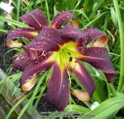 Thumb of 2018-02-05/daylilly99/929227