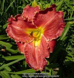 Thumb of 2018-02-05/daylilly99/c57a80