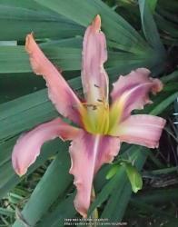 Thumb of 2018-02-05/daylilly99/ca6966