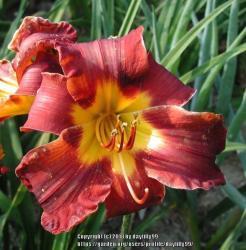 Thumb of 2018-02-05/daylilly99/d21e59