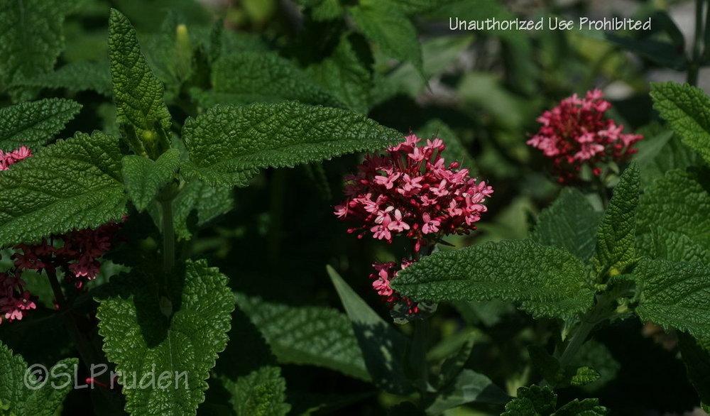 Photo of Red Valerian (Centranthus ruber 'Pretty Betsy') uploaded by DaylilySLP