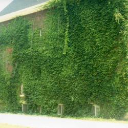 Location: Aurora, Illinois
Date: summer in 1980's
vine covering brick wall
