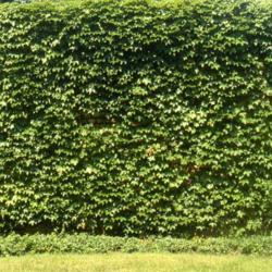 Location: Glen Ellyn, Illinois
Date: summer in 1980's
vine covering wall