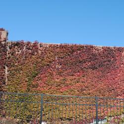 Location: Wayne, Pennsylvania
Date: 2014-10-26
red fall color of vine on wall