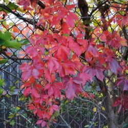 Location: West Chester, Pennsylvania
Date: 2010-10-25
red fall color of vine on chain link fence