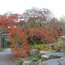 Location: Royal Botanic Gardens, Kew
Date: 2017-10-10