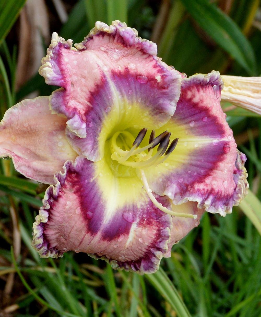 Photo of Daylily (Hemerocallis 'Moving Pictures') uploaded by Tambookie