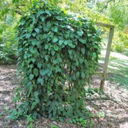 Location: Morton Arboretum in Lisle, Illinois
Date: 2017-09-05
vine on trellis