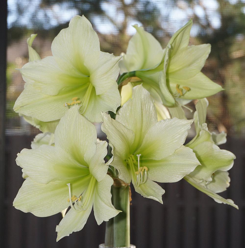 Photo of Amaryllis (Hippeastrum 'Yellow Star') uploaded by bsharf