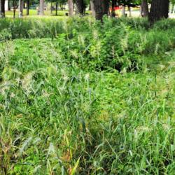 Location: Glen Ellyn, Illinois
Date: 2016-07-20
grasses planted in naturalistic landscape
