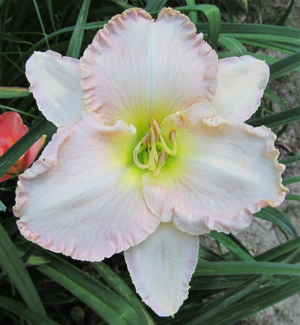 Photo of Daylily (Hemerocallis 'Spacecoast Snow Angel') uploaded by Sscape