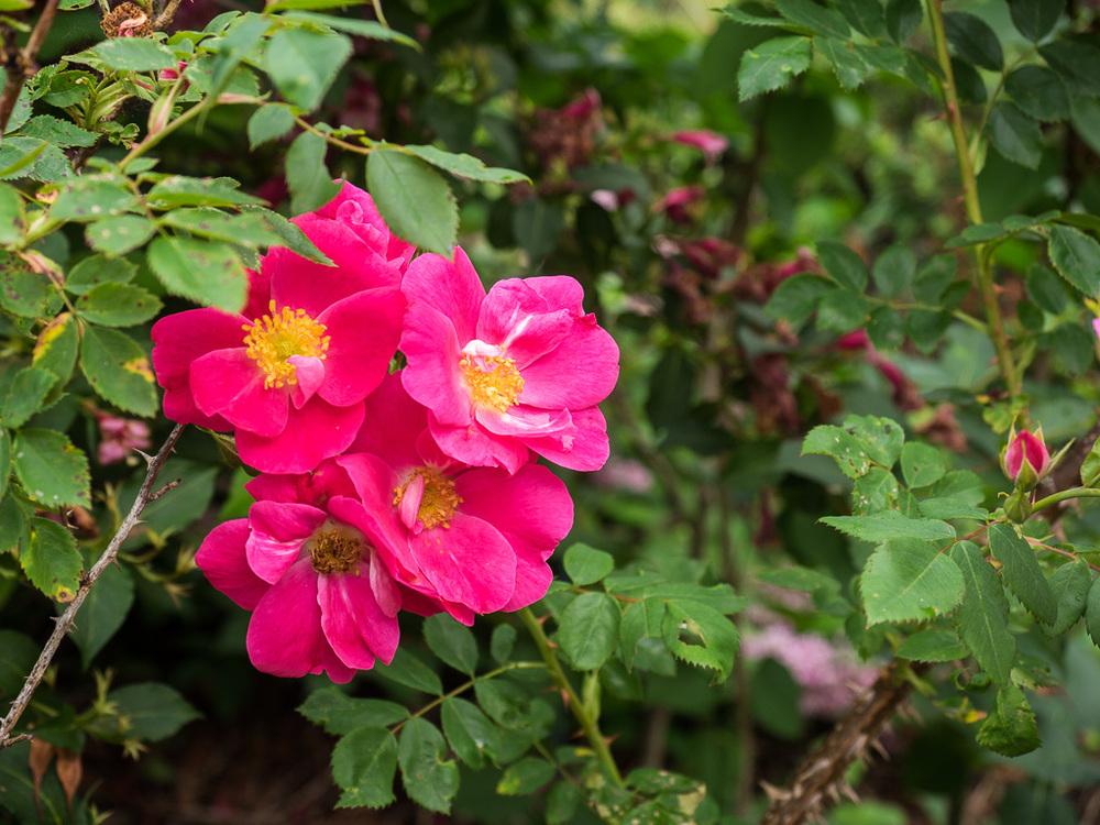 Photo of Rose (Rosa 'William Baffin') uploaded by frankrichards16