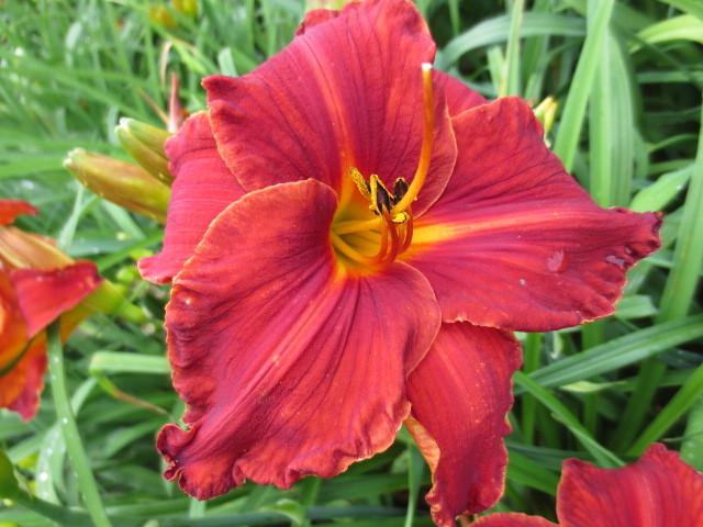 Photo of Daylily (Hemerocallis 'Hot Tamales and Red Hots') uploaded by Caruso