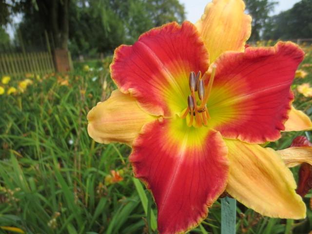 Photo of Daylily (Hemerocallis 'Deeds Not Words') uploaded by Caruso