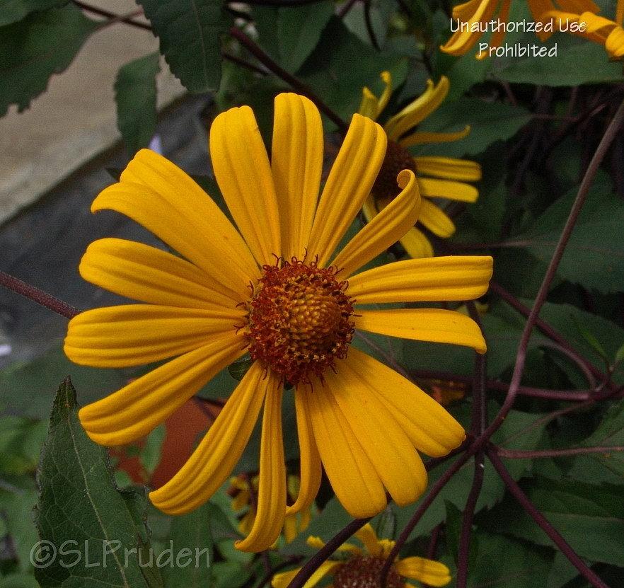 Photo of False Sunflower (Heliopsis helianthoides 'Prairie Sunset') uploaded by DaylilySLP
