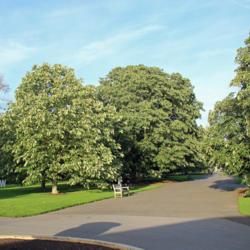 Location: Royal Botanic Gardens, Kew